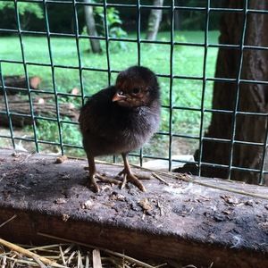 Meet your Posher, Richard taylor